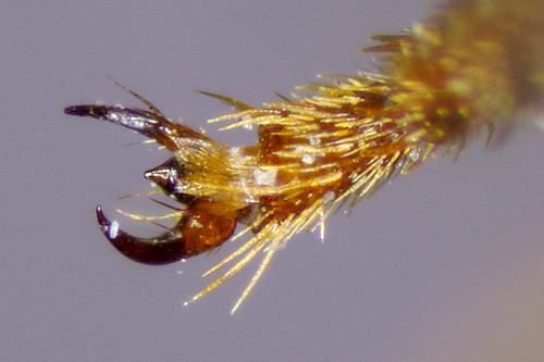 Réf. 342 378 : Osmia bicornis